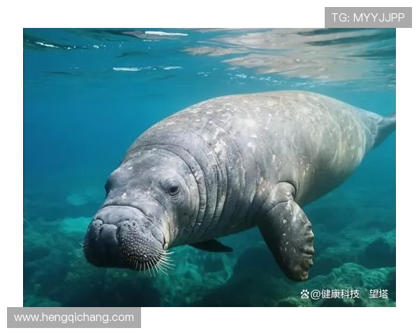 海牛承压前行力求突破再启新程